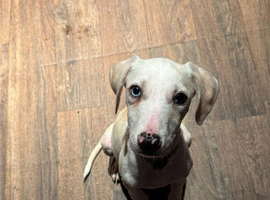 Puppy looking for forever home