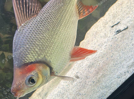 Mix of fish for new waters