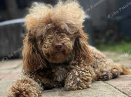 CHOCOLATE MERLE TOY POODLE STUD