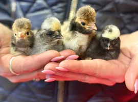Polish Chicks