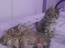 Half Bengal kittens female