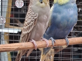 Breeding Pair of budgies