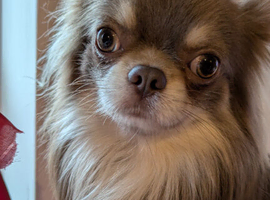 Beautiful Lilac Long Haired Chihuahua available for STUD
