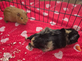 Guinea pigs