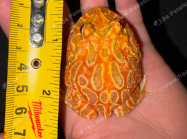 Stunning Strawberry Pacman Frog (Horned Frog) - Healthy & Feeding Well