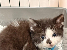 Adorable kitten ready now