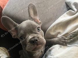 9 week old French bulldog
