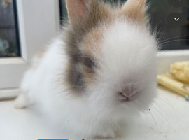 Beautiful purebred DM lion head baby bunnies