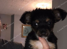 Chorkie chihuahua mix pup for sale &pound;150 good home fee