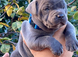 BLUE STAFFY PUPS