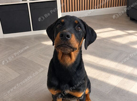 7 month old Rottweiler puppy for sale