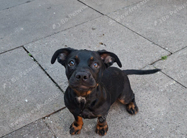 Dachshund Crossed French Bulldog