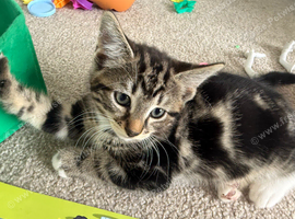 6 lovely kittens ready for rehoming :)