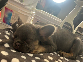 French bulldog