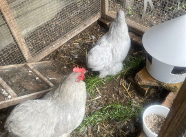Pekin bantam