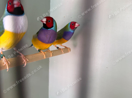 gouldian finches for sale