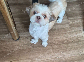 Shitzu for sale