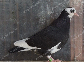 Young Birmingham Roller pigeons