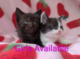 British Blue x kittens, flead/wormed/litter trained/socialised/   From &pound;80