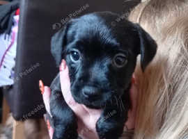 Border terrier cross female pup last one left