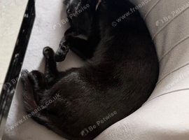 Bombay Cross Cat Looking for a Loving New Home