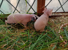 Assorted Skinny pigs for sale 2026