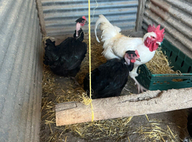 Trio naked neck large chickens
