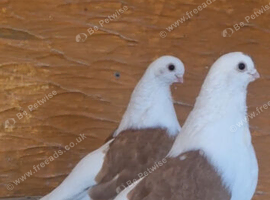 Fancy pigeons