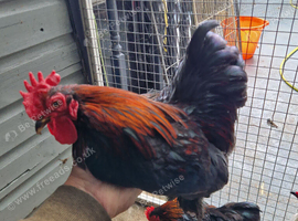Show quality very small size pekin bantam