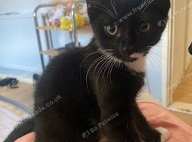 Boy and girl kitten for sale