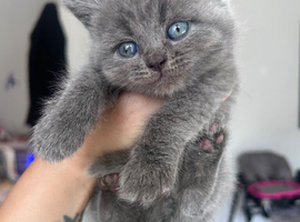 Beautiful bsh