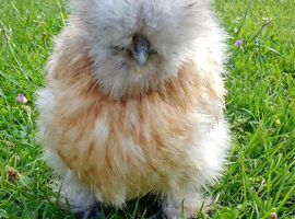 USA SUPER FLUFFY SILKIES &POLISH