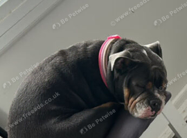 English bulldog x pocket bully