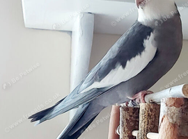 Male cockatiel wanted!
