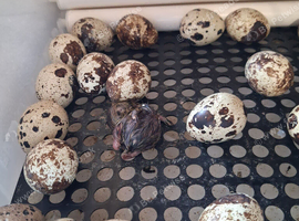 Hatching eggs for sale