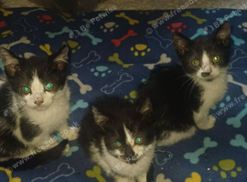 Kittens for sale