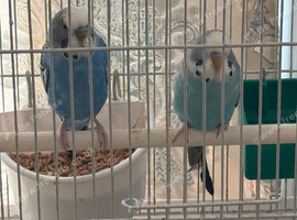 Budgies for sale