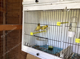 Proven pair of canaries