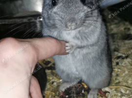 Three Chinchilla Kits Looking for Loving Homes