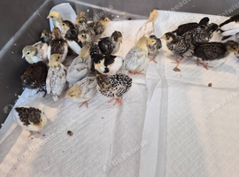 Button quail for sale