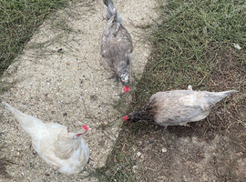 3 friendly chicken for sale