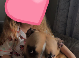 Beautiful American Bulldog Cross &ndash; Nala Looking for Her Forever Home