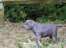 Staffordshire Bull Terrier Pups