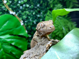 Chahoua Mossy Geckos at Birmingham Reptiles