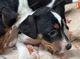 Beautiful Jack Russell Puppies Looking for Their Forever Homes!