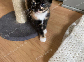 One beautiful kitten for sale