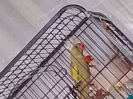 Green Indian ringneck parrot