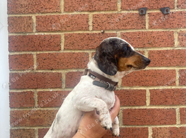 Jack Russell