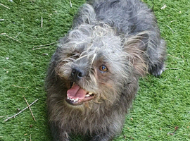 8 month old male