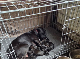 Gorgeous Patterdale puppies